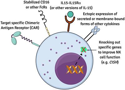 iPSC-Derived Natural Killer Cell Therapies - Expansion and Targeting